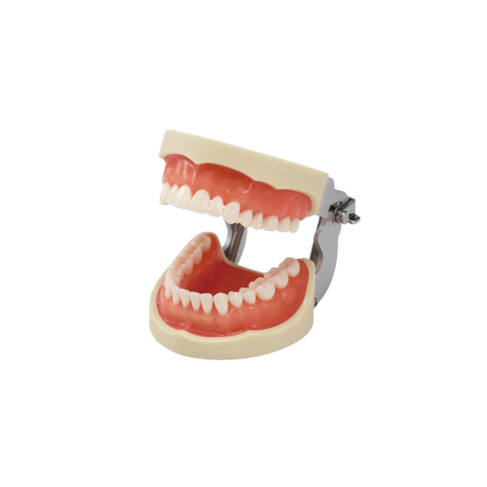 Tipodonto 32 Dientes