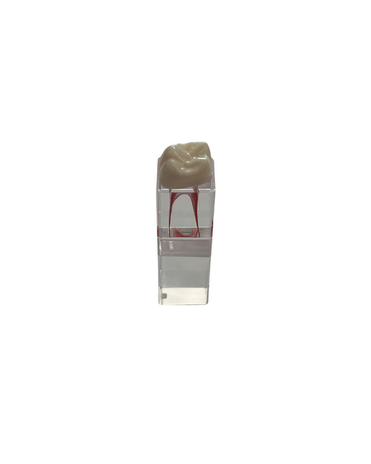 DIENTE CUBO ENDODONCIA