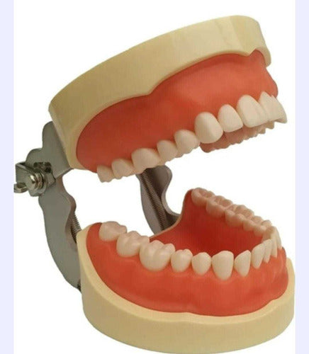 Diente para Tipodonto de RX (SOLO ALGUNOS MO