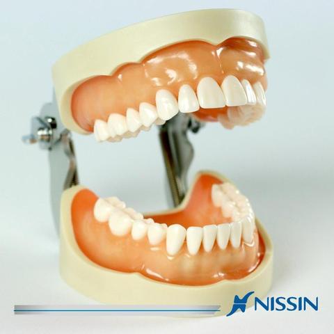 Tipodonto 28 Dientes